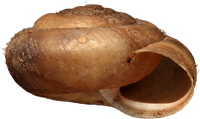 Trochulus hispidusSKÄGGSNÄCKA4,6 × 7,8 mm